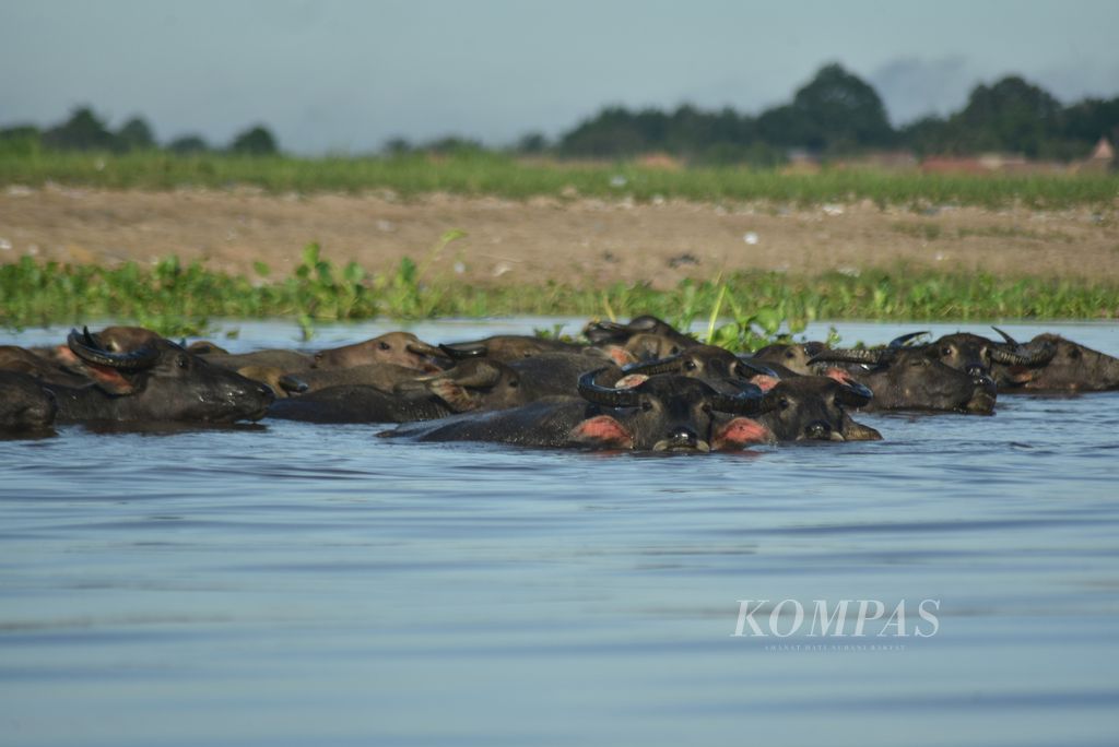 Kerbau rawa menyeberangi Sungai Lubuk Sekayan di Desa Bangsal, Kecamatan Pampangan, Ogan Komering Ilir, Sumatera Selatan, Kamis (7/12/2023). 