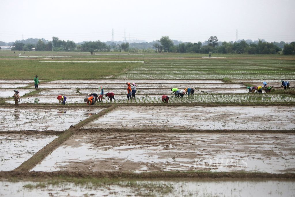 Petani menanam padi di areal persawahan Kota Baru, Karawang, Jawa Barat, Rabu (23/11/2022). 