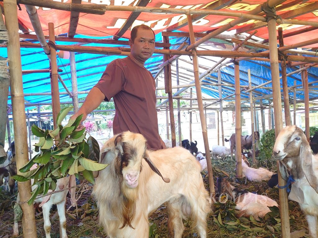Suasana di salah satu lapak penjualan hewan kurban di Bandar Lampung, Jumat (23/6/2023). Pemerintah Provinsi Lampung menyatakan stok hewan kurban tahun ini surplus. 