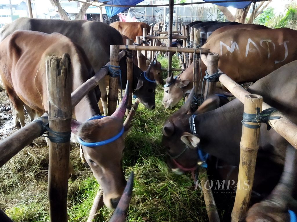 Penjualan sapi-sapi di lapak hewan kurban di Jalan Taman Mutiara Prima, Kemanggisan, Jakarta Barat, Selasa (5/7/2022), meningkat dibandingkan tahun sebelumnya. Kondisi kesehatan sapi terus diperhatikan dengan pemeriksaan oleh Dinas Ketahanan Pangan Kelautan dan Pertanian (DKPKP) Jakarta Barat.