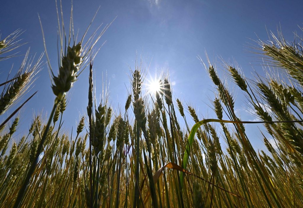 Pemandangan ladang gandum di bagian selatan Ukraina, kawasan Mykolaiv, pada 11 Juni 2022. 