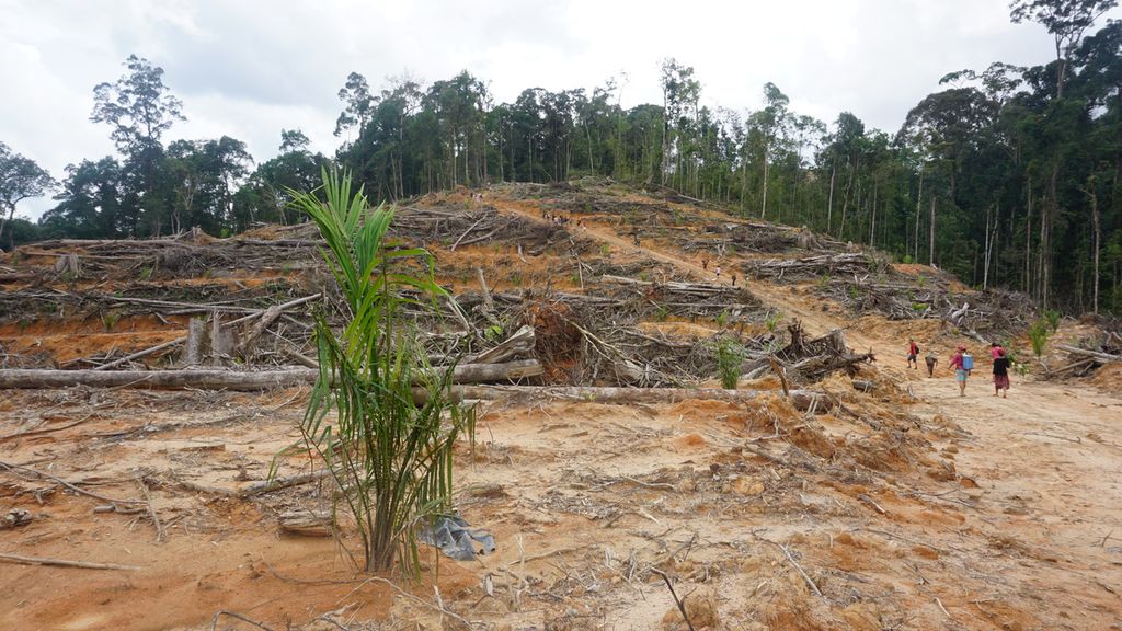 Hutan milik masyarakat Laman Kinipan yang dikeruk perusahaan perkebunan sawit yang hingga kini menimbulkan konflik antara warga, pemerintah, dan perusahaan perkebunan. Foto diambil saat pembukaan lahan di Laman Kinipan, Januari 2019.