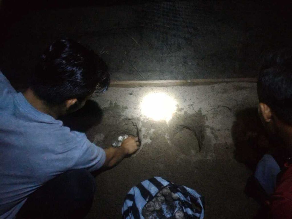 Anggota komunitas Pandah ArtGreen melakukan monitoring telur penyu dalam rangkaian kegiatan konservasi penyu di Pantai Maligi, Jorong Pantai Indah, Nagari (Persiapan) Maligi, Kecamatan Sasak Ranah Pasisie, Pasaman Barat, Sumatera Barat, Selasa (15/3/2022).