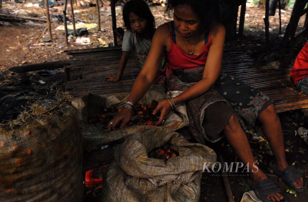 Seorang induk rimba menyiapkan bahan menyirih di wilayah Pamenang, Jambi, Jumat (24/11/2023). Menyirih dilakukan untuk memperkuat gigi.