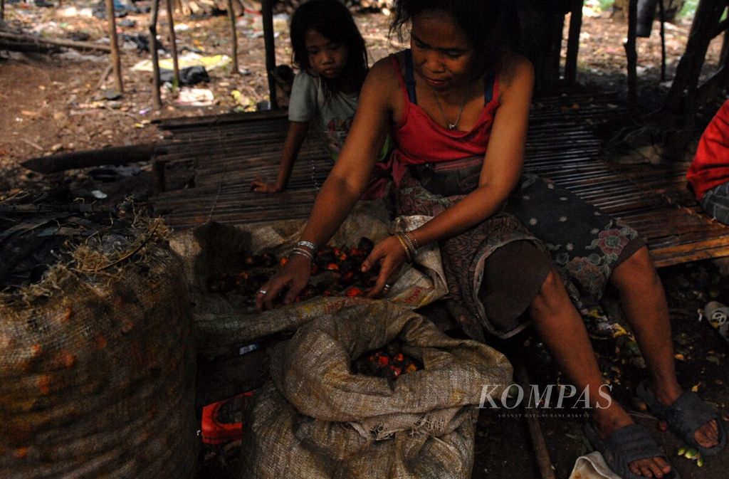 Seorang induk rimba menyiapkan bahan menyirih di wilayah Pamenang, Jambi, Jumat (24/11/2023). Menyirih dilakukan untuk memperkuat gigi.