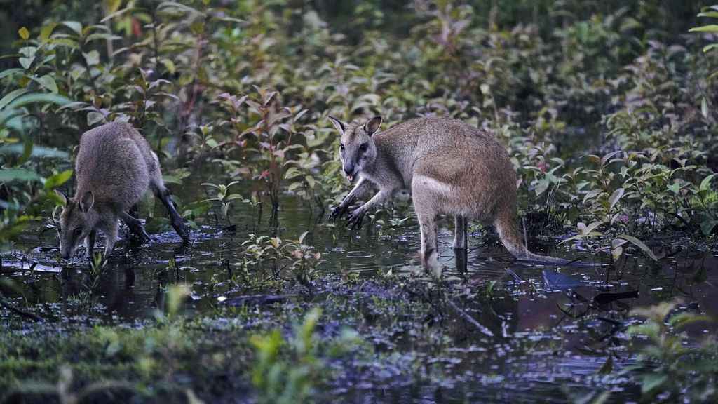 Kanguru di Bomisai, Taman Nasional Wasur, Merauke, Papua, Kamis (12/3/2020). Mamalia besar asli yang terdapat di kawasan TN Wasur adalah tiga marsupial yaitu kanguru lincah ("Macropus agilis"), kanguru hutan/biasa ("Darcopsis veterum") dan kanguru bus ("Thylogale brunii"). 