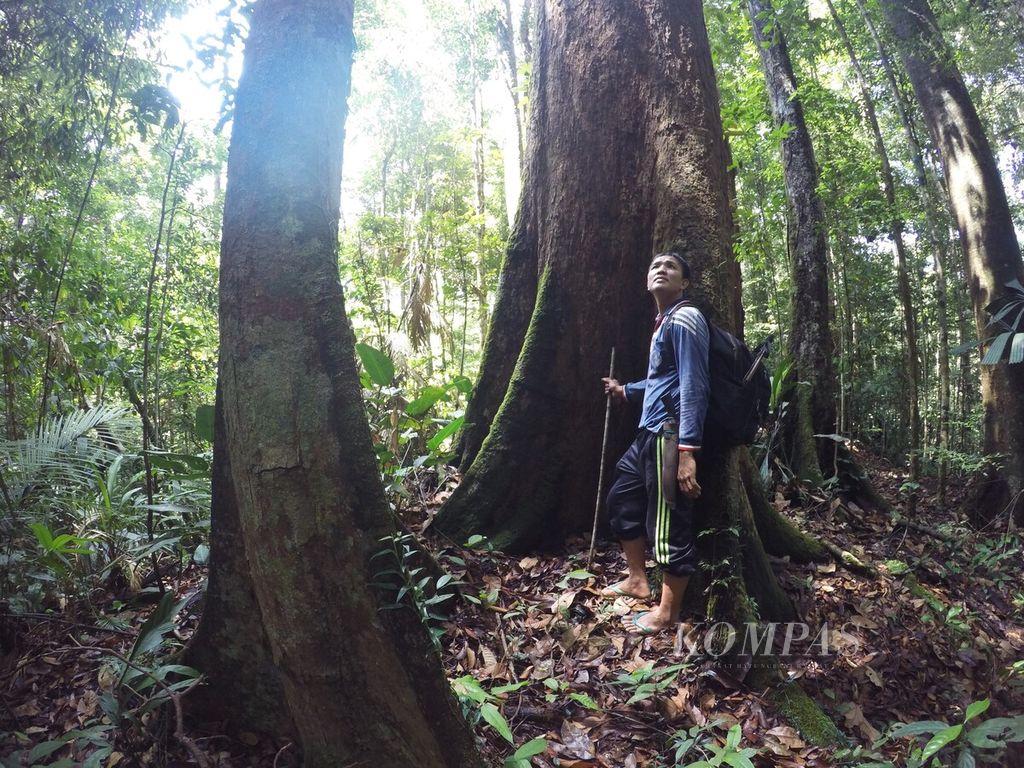 Masyarakat Hukum Adat Talun Sakti di Dusun Muara Seluro, Desa Raden Anom, Batangasai, Kabupaten Sarolangun, Jambi, Kamis (24/11/2023), sudah 7 tahun menanti pengakuan negara atas hutan adat mereka.