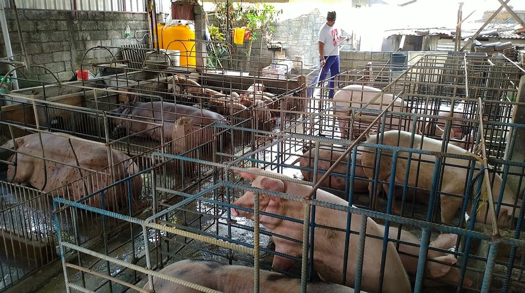 Peternak babi di Banjar Sedang Kelod, Desa Sedang, Kecamatan Abiansemal, Kabupaten Badung, Bali, I Made Agustina, membersihkan kandang ternak babinya, Senin (9/12/2019). 