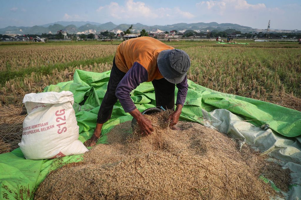 Petani mengemas gabah kering yang telah dipanen di Klapanunggal, Kabupaten Bogor, Jawa Barat, Kamis (8/6/2023). 