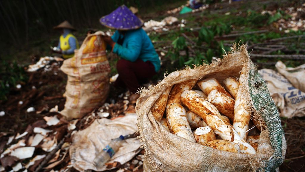 Sejumlah singkong hasil panen pada sebuah lahan di Cimanggis, Bojongede, Kabupaten Bogor, Jawa Barat, telah dikupas dan dikemas dalam karung, Jumat (26/3/2021). Hasil panen singkong ini digunakan untuk memasok industri makanan pabrik keripik di kawasan Sentul. Hingga kini pemanfaatan singkong sebagian besar masih diserap untuk kebutuhan industri pangan. Meski demikian, potensi singkong sendiri memiliki banyak manfaat untuk pengembangan bidang industri lain seperti berbagai jenis asam organik serta bioetanol. 