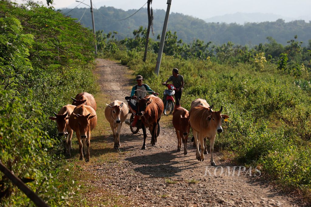 Motor menjadi kendaraan karena luasnya padang penggembalaan ketika mereka memantau dan mengarahkan ternak sapi di Dusun Maribaya, Desa Kalinusu, Kecamatan Bumiayu, Kabupaten Brebes, Jawa Tengah, Rabu (31/5/2023). 