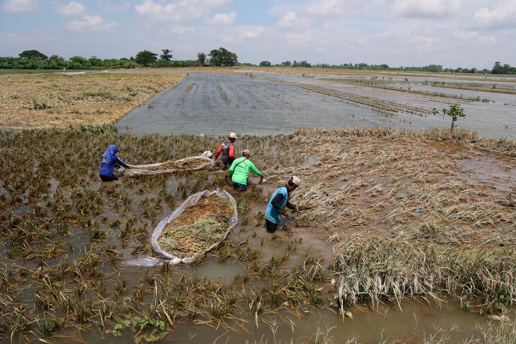 Petani terpaksa memanen padinya yang rusak terendam banjir dari luapan Sungai Wulan di Desa Limbangan, Kecamatan Undaan Kabupaten Kudus, Jawa Tengah, Senin (12/2/2024). 