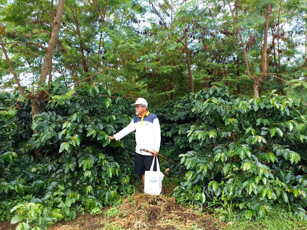 Surip Mawardi bertani di kebun kopi arabika Sumatera di bawah naungan tanaman lamtoro di Silangit, Kecamatan Siborongborong, Kabupaten Tapanuli Utara, Sumatera Utara, Jumat (21/6/2024).