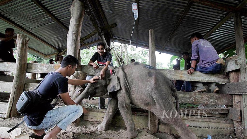 Tim medis dari Balai Konservasi Sumber Daya Alam (BKSDA) Aceh sedang merawat secara intensif gajah liar jantan berusia sekitar 11 bulan di Pusat Pelatihan Gajah (PLG) Saree, Kabupeten Aceh Besar, Provinsi Aceh, Selasa (17/1/2017). 