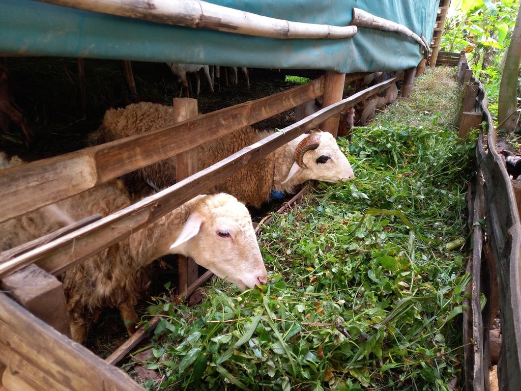 Sejumlah kambing dijual di salah satu kandang milik pedagang ternak kurban di Kedungmundu, Kota Semarang, Jawa Tengah, Rabu (22/6/2022). Pemerintah Kota Semarang mewajibkan pedagang memiliki Surat Keterangan Kesehatan Hewan untuk setiap hewan yang dijual untuk mengantisipasi penyebaran penyakit mulut dan kuku. 