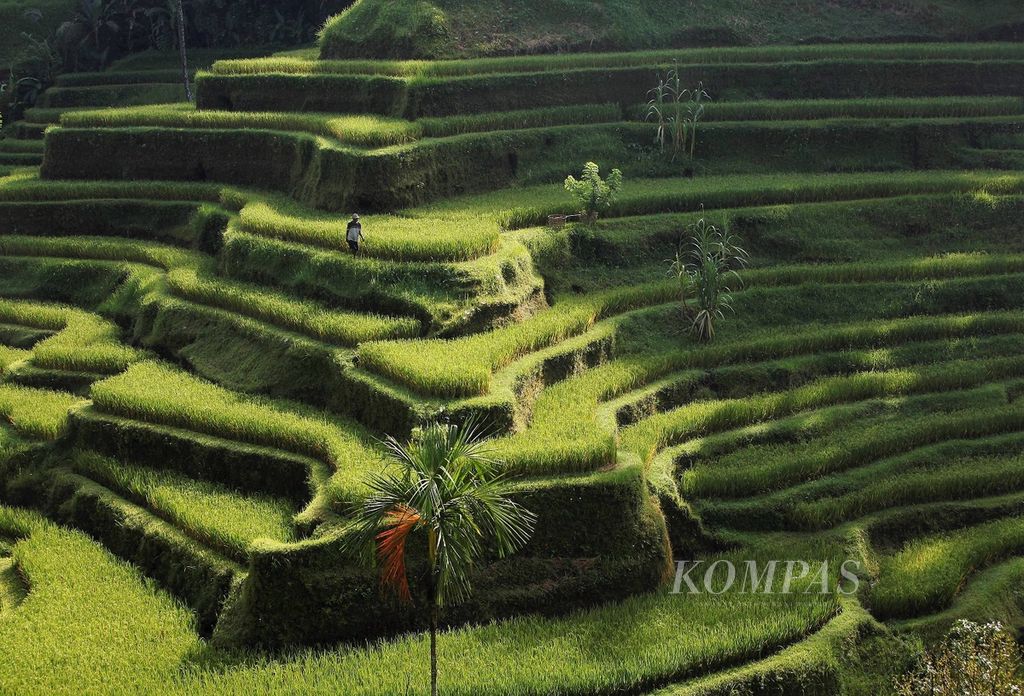 Farmers work in terraced rice fields with a subak irrigation system in Tegalalang, Ubud, Bali.