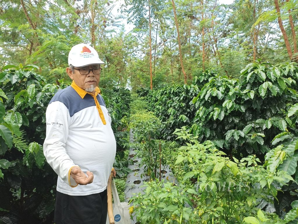 Profesor Surip Mawardi bertani di kebun kopi arabika Sumatera di Silangit, Kecamatan Siborongborong, Kabupaten Tapanuli Utara, Sumatera Utara, Jumat (21/6/2024).