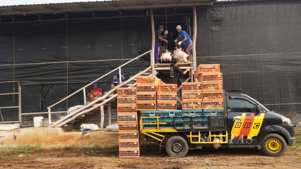 Sejumlah anak buah kandang sedang memanen ayam pedaging di salah satu peternakan di daerah Kabupaten Bogor, Jawa Barat, pada Kamis (20/5/2021).
