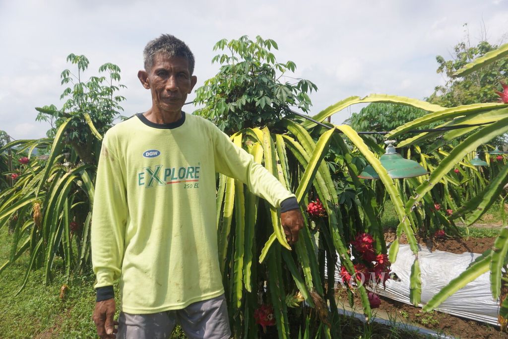 Sutrisno (57) petani buah naga di Desa Pekunden, Banyumas, Jawa Tengah, Minggu (25/2/2024).