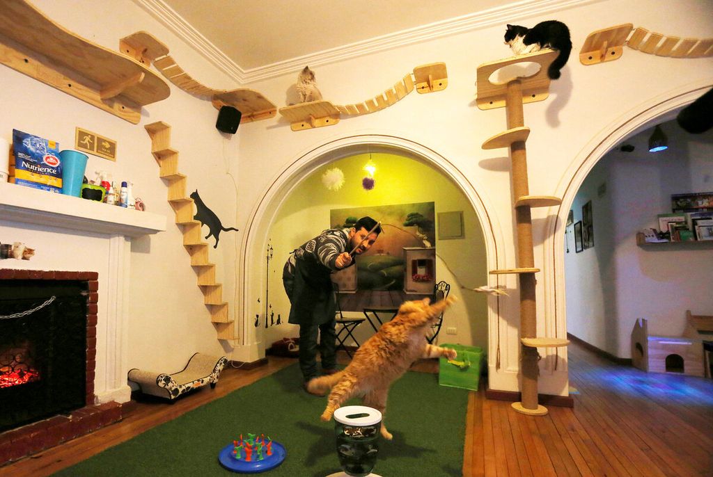 Warga bermain dengan kucing di kafe kucing di Santiago, Chile, 23 Juni 2017, di ruangan yang aman dan nyaman buat kucing.  