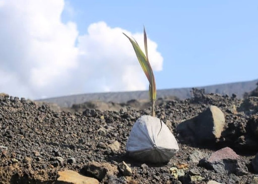 A type of coconut plant has been found growing on Krakatau Island. Following the eruption of Mount Anak Krakatau in 2018, new life began to emerge there.
