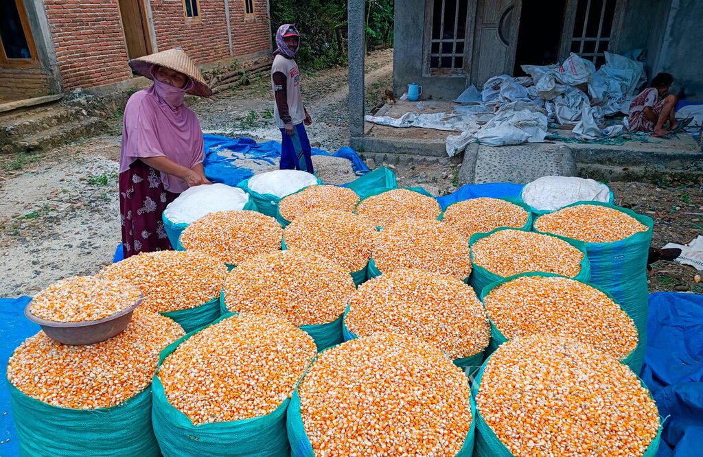 Warga menyiapkan panenan jagung di Desa Sumbersoko, Kecamatan Sukolilo, Kabupaten Pati, Jawa Tengah, Rabu (12/6/2024).