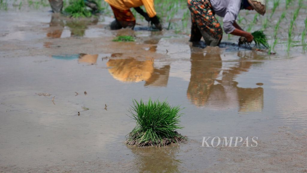 Farm workers planting paddy in Mojorejo village, Boyolali district, Central Java, on Wednesday (2/11/2022).
