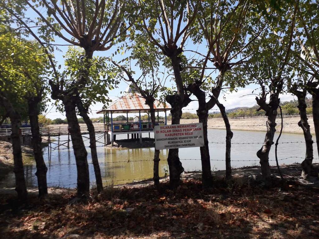 Salah satu kolam air payau yang dikelola oleh Dinas Perikanan Belu, Nusa Tenggara Timur, Minggu (10/7/2022). Kolam ini hanya dimanfaatkan untuk budidaya ikan bandeng.
