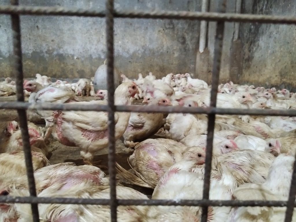 Ayam-ayam yang datang dari Sukabumi, Jawa Barat, tiba di salah satu tempat pemotongan ayam di Kecamatan Palmerah, Jakarta Barat, Sabtu (4/3/2023). 