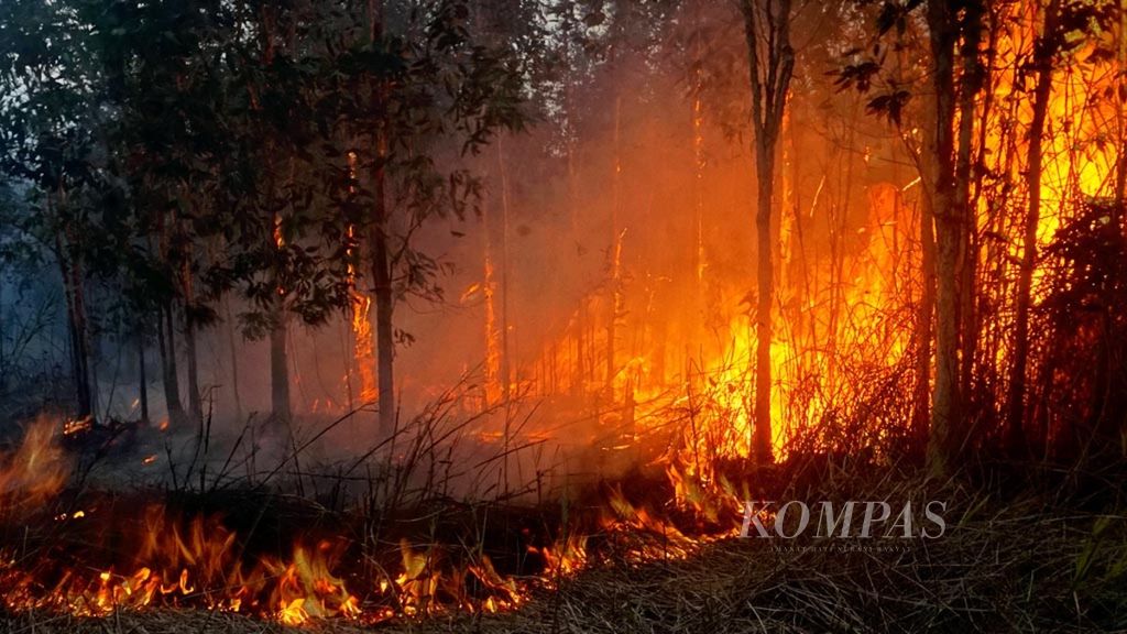 Api melahap lahan warga di Desa Talio Hulu, Kabupaten Pulang Pisau, Kalimantan Tengah, pertengahan November 2019. Pada musim hujan, kebakaran justru semakin masif dan tak terkendali.
