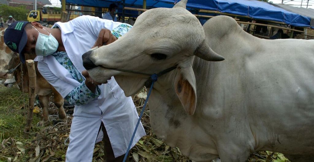 ILUSTRASI - Seorang dokter hewan sedang memeriksa kesehatan seekor sapi yang dijual di salah satu pusat penjualan hewan kurban di Surabaya, Jawa Timur, Senin (17/12/2007).