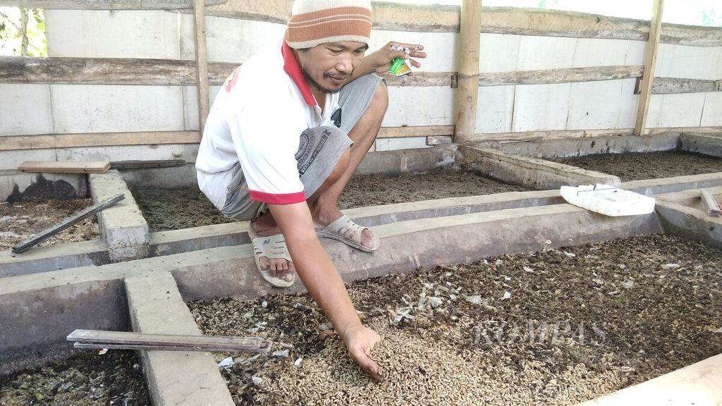 Seperti telrihat pada Kamis (12/11/2020), Farid Rahman (42) memanfaatkan pekarangan di samping rumahnya di Desa Tambakasri, Kecamatan Tajinan, Kabupaten Malang, Jawa Timur, untuk budidaya ”maggot” sejak dua tahun lalu.