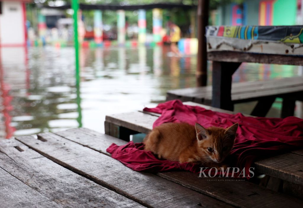 Seekor kucing mencari tempat hangat dengan latar belakang genangan banjir yang melanda kawasan Rusunawa Kaligawe di Kota Semarang, Jawa Tengah, Rabu (13/3/2024).