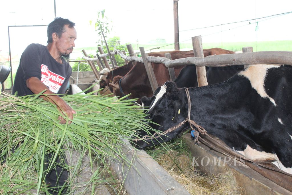 Rojai, the head of the Ternak Jaya livestock group, feeds cattle in Tegalkarang Village, Palimanan District, Cirebon Regency, West Java, on Wednesday (28/2/2024). Rojai implements an integrated farming system with animal husbandry. Cow dung and urine are used to make organic fertilizer. Meanwhile, the remaining harvest of rice becomes feed for the cattle.