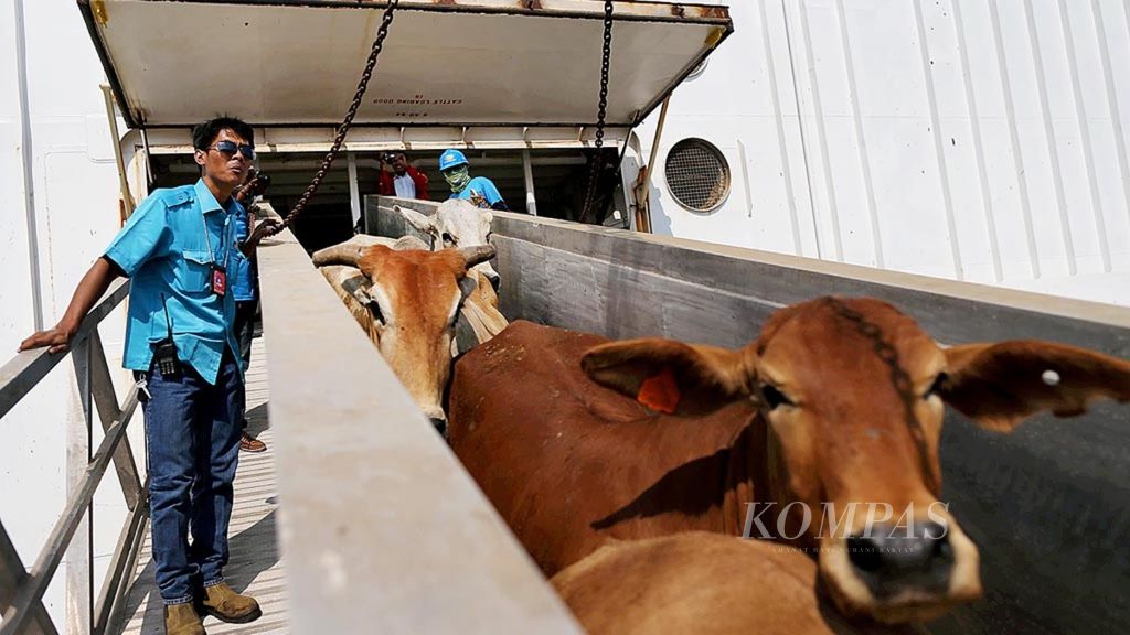 Sebanyak 2.350 sapi impor dari Australia diturunkan dari kapal di Pelabuhan Tanjung Priok, Jakarta, Rabu (2/9/2015). Untuk menjaga stabilitas pangan khususnya daging sapi bagi masyarakat, pemerintah melalui Bulog memasukkan 50.000 ekor sapi potong hingga Desember 2015.