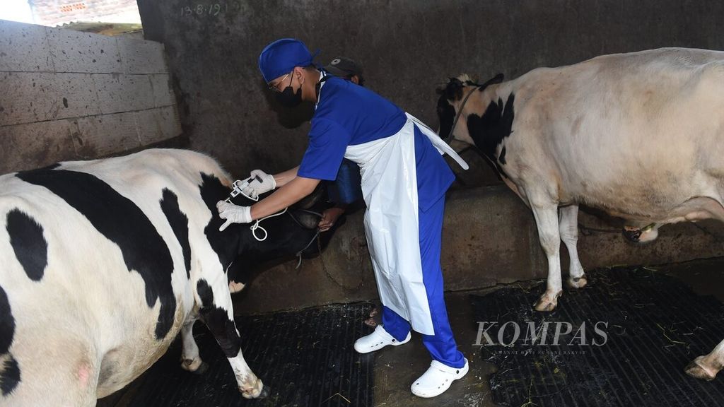 Petugas menyuntikkan vaksin penyakit mulut dan kuku (PMK) untuk sapi perah di Surabaya, Jatim, Sabtu (25/6/2022). 