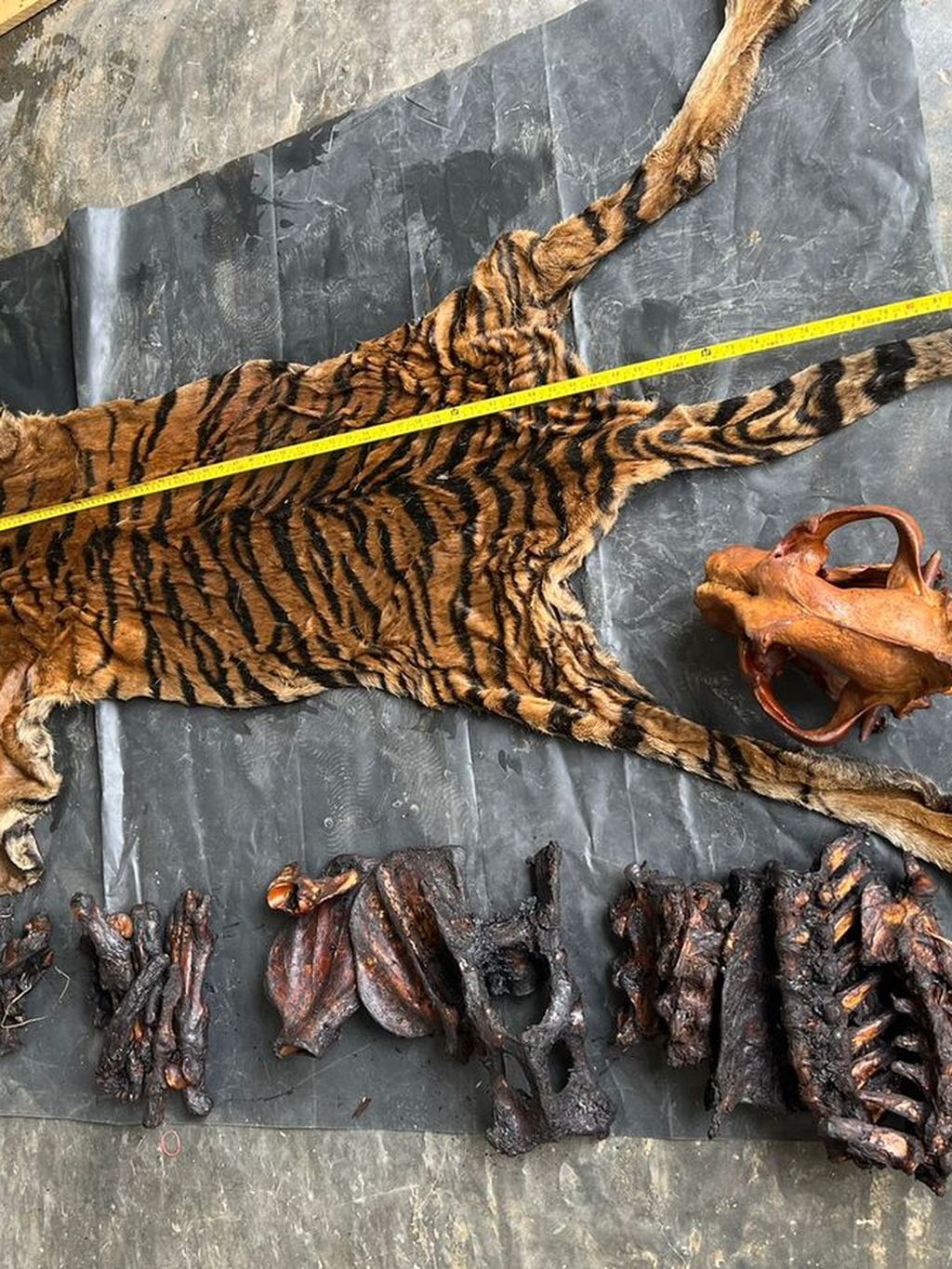 Barang bukti kulit harimau yang disita dari Ahmadi dan Supriadi, terduga pelaku perdagangan satwa lindung. Keduanya ditangkap dalam operasi perdagangan satwa lindung oleh petugas Balak Gakkum LHK Wilayah Sumatera.