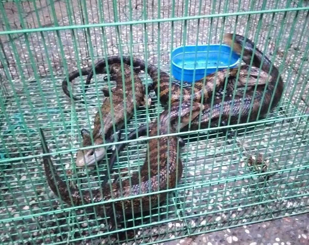 Biawak ini ditemukan oleh petugas Karantina Jatim di dalam koper di Kapal Motor Nggapulu yang bersandar di Pelabuhan Tanjung Perak Surabaya. Kasus itu dirilis, Selasa (9/1/2024) 