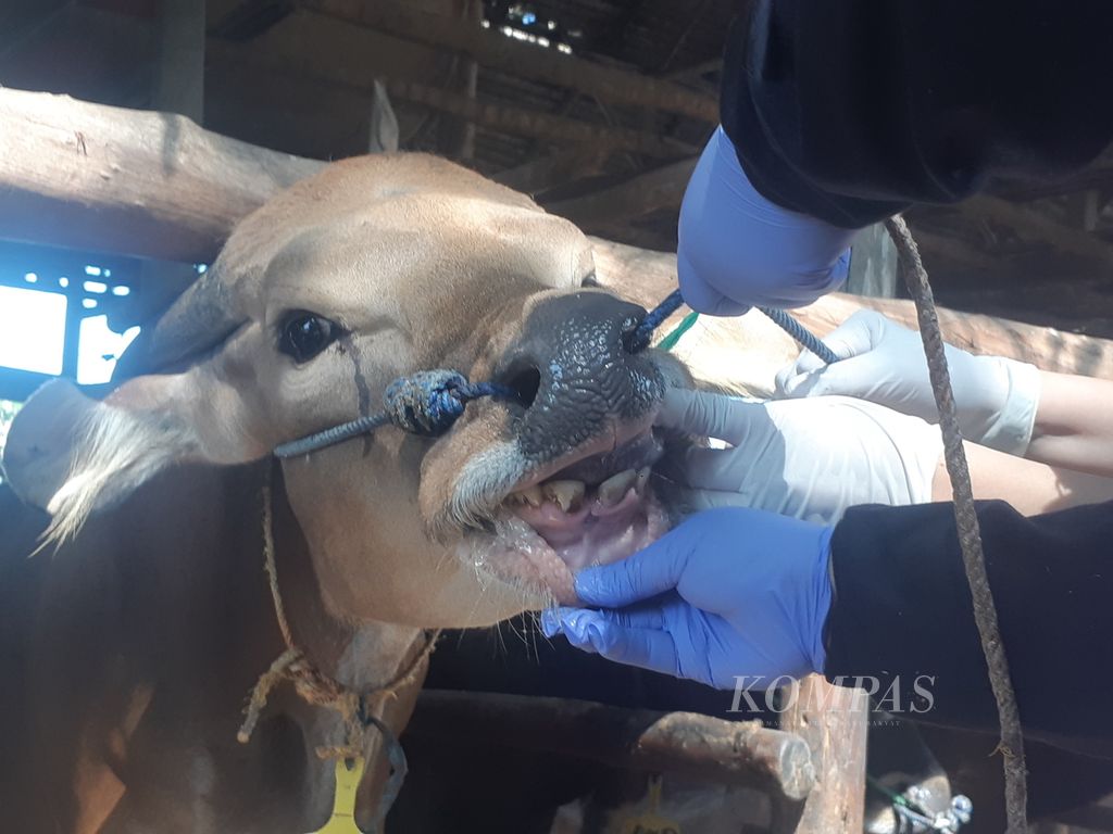 Dokter sedang memperlihatkan gigi dari sapi yang dinilai sudah cukup umur untuk dijadikan hewan kurban, Sabtu (9/7/2022). 