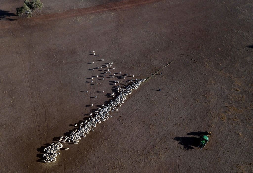 Foto dari udara ini menampakkan ternak di tengah padang yang kering di Quirindi, Negara Bagian New South Wales, Australia, pada 7 Agustus 2018. Perubahan iklim mengakibatkan cuaca ekstrem, seperti kemarau parah, yang membuat petani merugi.   