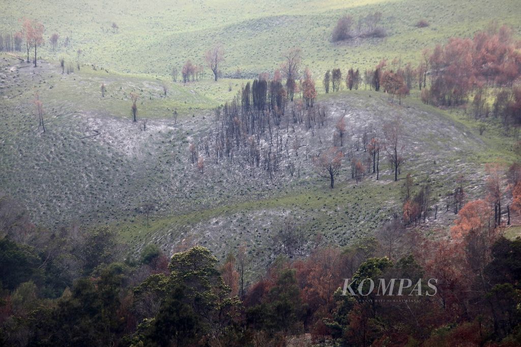 Sisa pepohonan yang hangus terbakar dengan daun yang menguning terlihat di padang rumput kawasan Gunung Bromo, Desa Ngadas, Kecamatan Poncokusumo, Kabupaten Malang, Jawa Timur, mulai terlihat hijau, Sabtu (28/10/2023). 