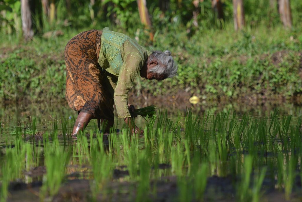 Sidal (72) bekerja sebagai buruh penanam padi di Desa Urutsewu, Ampel, Boyolali, Jawa Tengah, Jumat (7/2/2020). Keinginan untuk tetap produktif membantu perekonomian keluarga merupakan salah satu faktor utama yang mendorong para warga lansia tetap bekerja di usia senja.