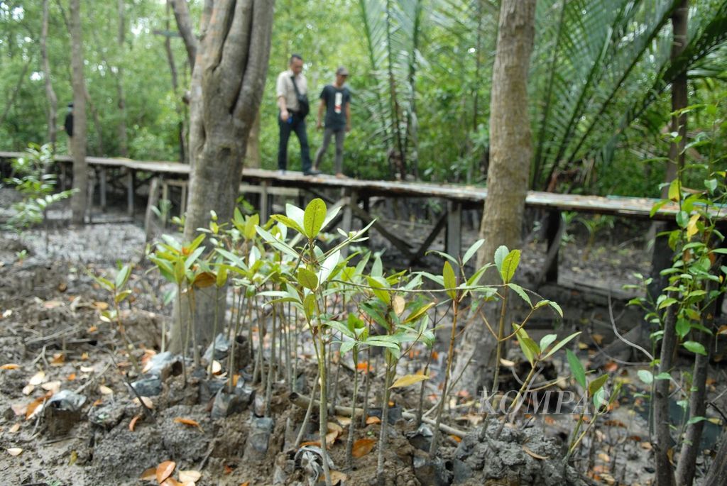 Pengunjung melintasi lokasi penangkaran bakau yang terletak di jalur Ekowisata Hutan Bakau Pangkal Babu, Tanjung Jabung Timur, Jambi, Minggu (2/4/2023). Tumbuhnya ekowisata setempat merupakan buah dari perjuangan masyarakat melestarikan ekosistem bakau. 