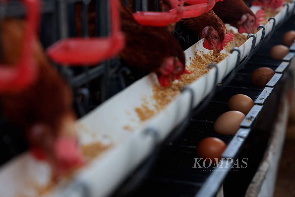 Telur yang dihasilkan dari peternakan ayam skala rumahan di Rumah Gizi, Kecamatan Banyumanik, Kota Semarang, Jawa Tengah, Selasa (24/8/2022). Kenaikan harga terlur yang mencapai Rp 31.000 per kilogram  disebabkan meningkatnya biaya produksi dan semakin tingginya permintaan pasar.