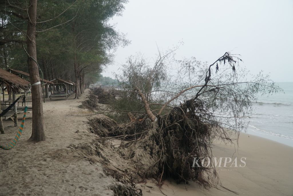 Beberapa pohon cemara laut tumbang di kawasan obyek wisata Pantai Indah Cemara Laut di Kampung Pasir Jambak, Kelurahan Pasie Nan Tigo, Kecamatan Koto Tangah, Kota Padang, Sumatera Barat, Selasa (31/10/2023). 