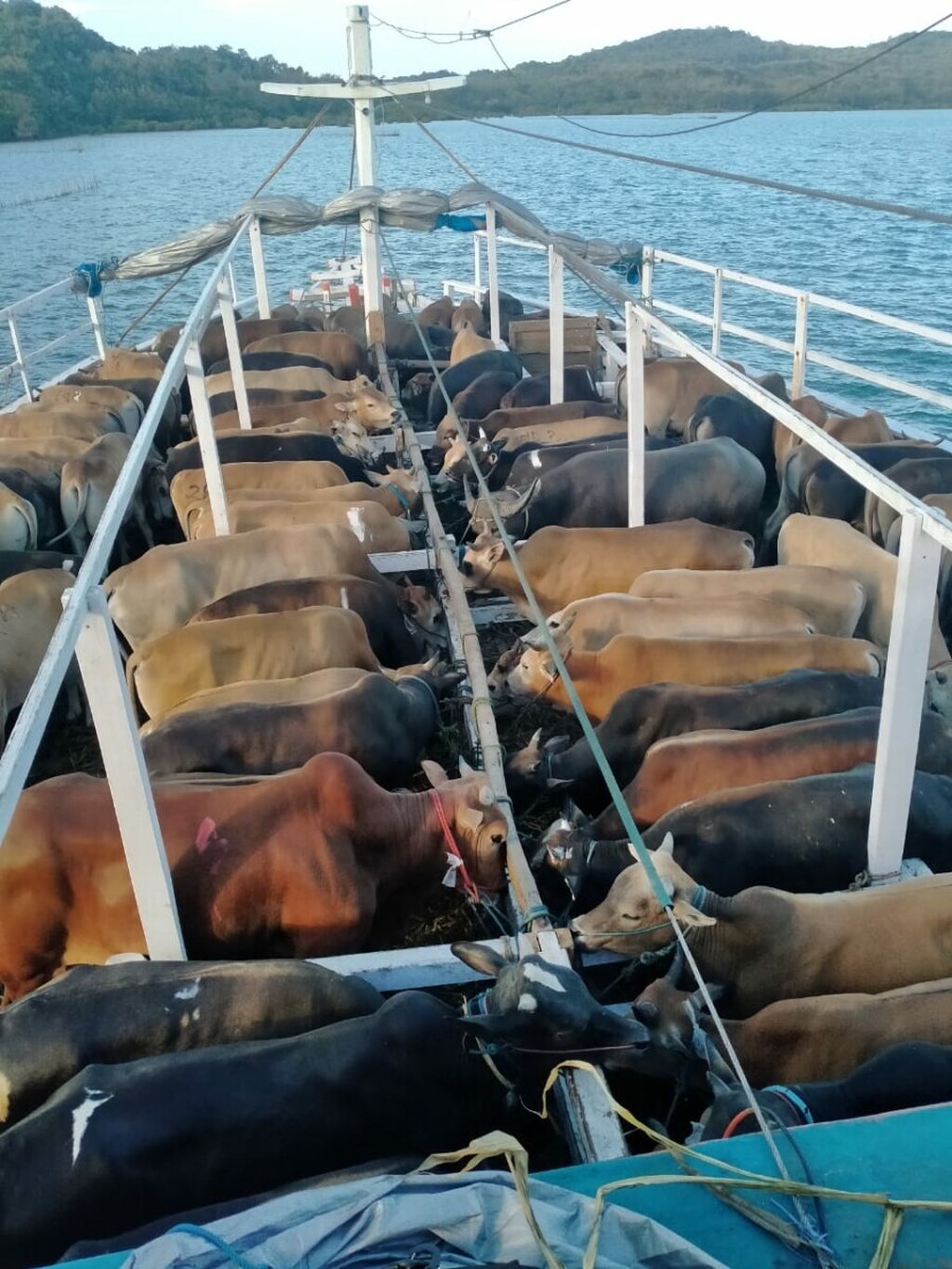 Ratusan sapi dari Pulau Madura dikirim menggunakan kapal ternak menuju ke Pulau Jawa, Agustus 2020.