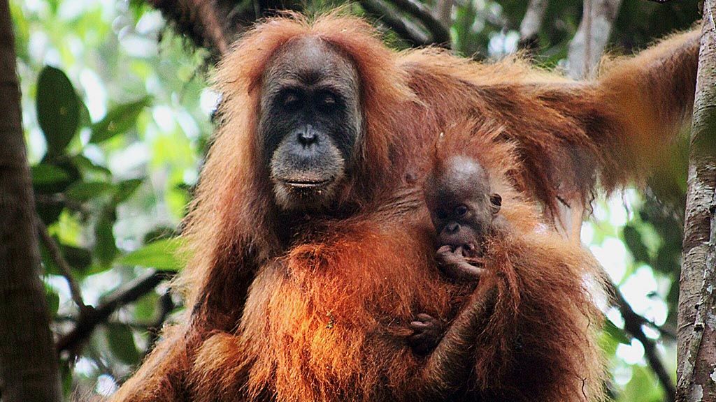 Orangutan tapanuli (Pongo tapanuliensis),  spesies baru orangutan sumatera.  
