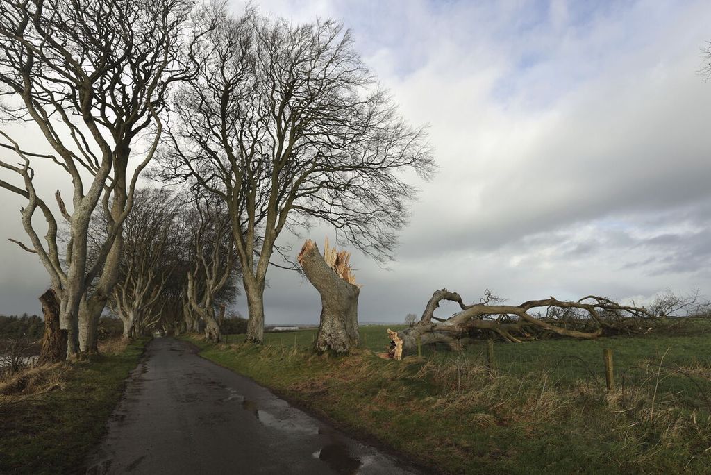 Pohon-pohon yang dijadikan lokasi pengambilan gambar serial televisi HBO <i>Games of Throne</i> tumbang akibat Badai Isha di Dark Hedges, County Antrim, Irlandia Utara, Senin (22/1/2024). 