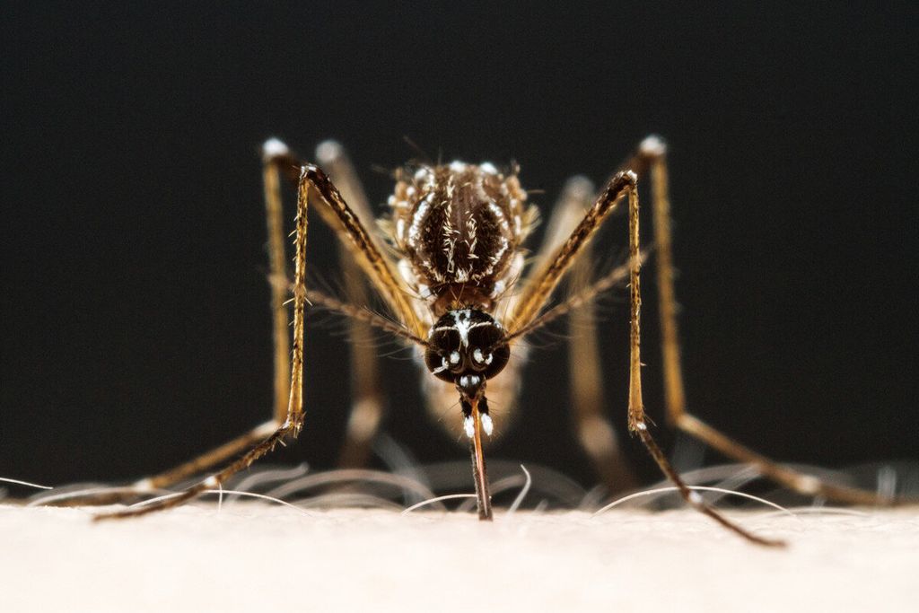 Nyamuk <i>Aedes aegypti </i>betina menggigit seorang peneliti di The Rockefeller University. 