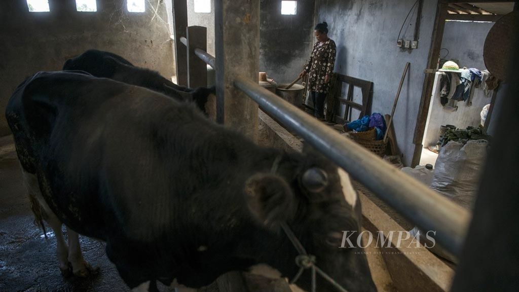 Kasinem (57) memasak pakan untuk ternak sapinya menggunakan kompor berbahan bakar biogas dari kotoran sapi di Desa Merapisari, Kecamatan Ngablak, Kabupaten Magelang, Jawa Tengah, Senin (24/9/2018). Sejak sekitar empat tahun terakhir sebanyak 25 keluarga desa itu telah mengurangi ketergantungan terhadap gas elpiji dan beralih menggunakan biogas hasil pengolahan kotoran ternak mereka untuk mencukupi kebutuhan gas rumah tangga sehari-hari. KOMPAS/FERGANATA INDRA RIATMOKO
